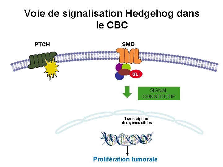 Voie de signalisation Hedgehog dans le CBC PTCH SMO GLI SIGNAL CONSTITUTIF Transcription des