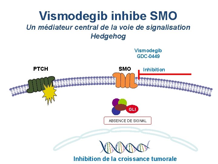 Vismodegib inhibe SMO Un médiateur central de la voie de signalisation Hedgehog Vismodegib GDC-0449