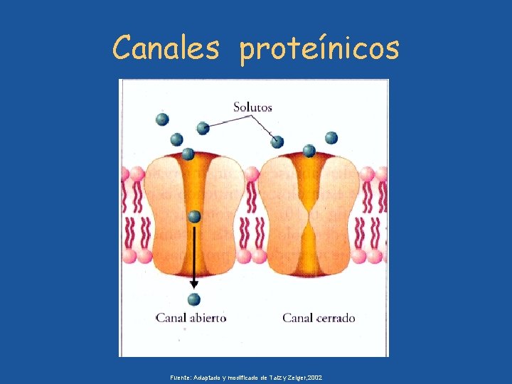 Canales proteínicos Fuente: Adaptado y modificado de Taiz y Zeiger, 2002 