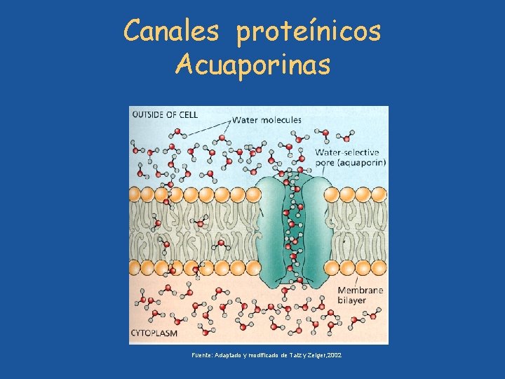 Canales proteínicos Acuaporinas Fuente: Adaptado y modificado de Taiz y Zeiger, 2002 