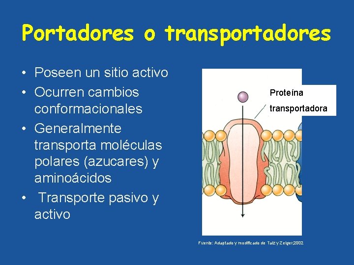 Portadores o transportadores • Poseen un sitio activo • Ocurren cambios conformacionales • Generalmente