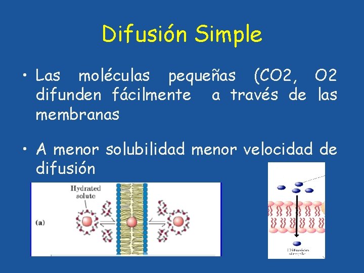 Difusión Simple • Las moléculas pequeñas (CO 2, O 2 difunden fácilmente a través