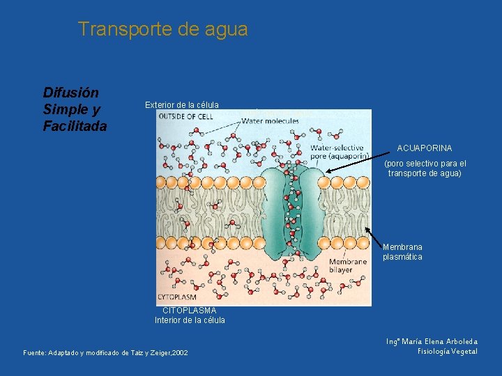 Transporte de agua Difusión Simple y Facilitada Exterior de la célula moléculas de agua