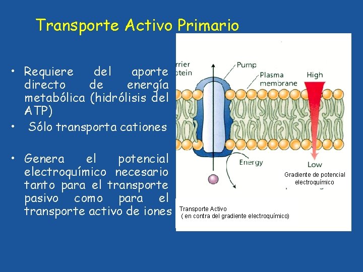 Transporte Activo Primario • Requiere del aporte directo de energía metabólica (hidrólisis del ATP)