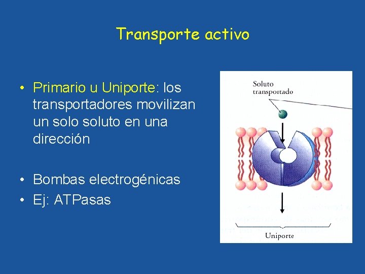 Transporte activo • Primario u Uniporte: los transportadores movilizan un solo soluto en una