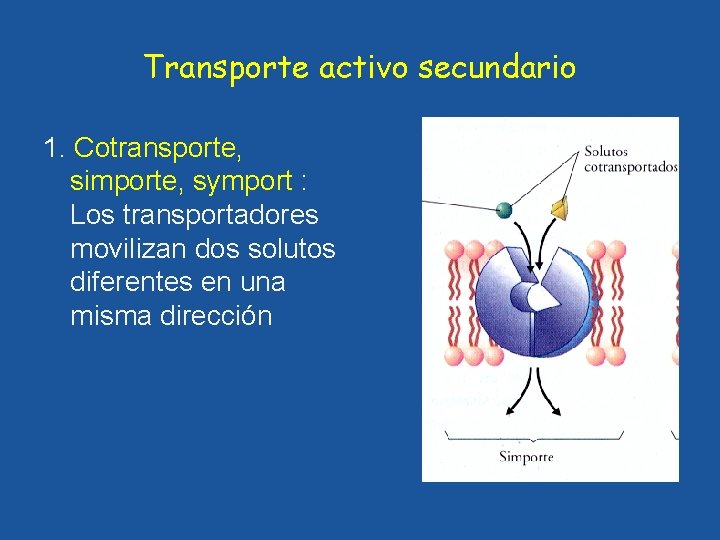 Transporte activo secundario 1. Cotransporte, simporte, symport : Los transportadores movilizan dos solutos diferentes