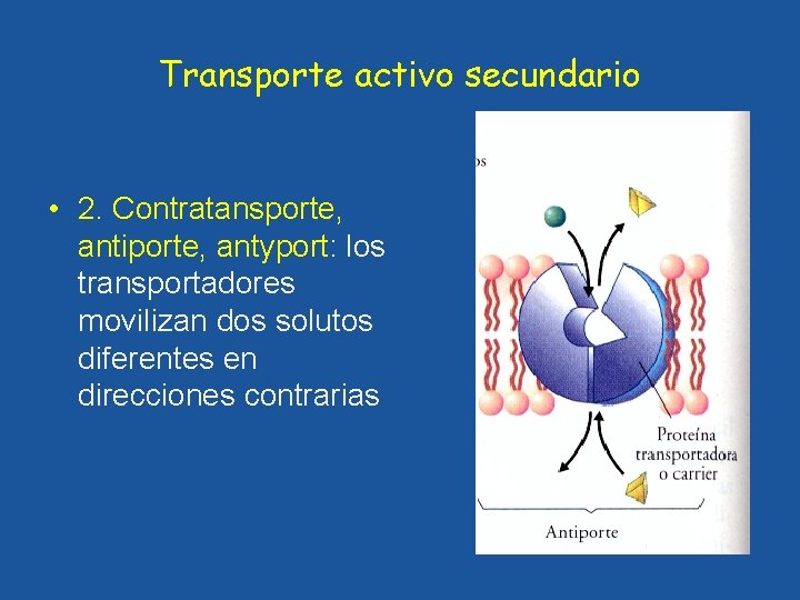 Transporte activo secundario • 2. Contratansporte, antiporte, antyport: los transportadores movilizan dos solutos diferentes