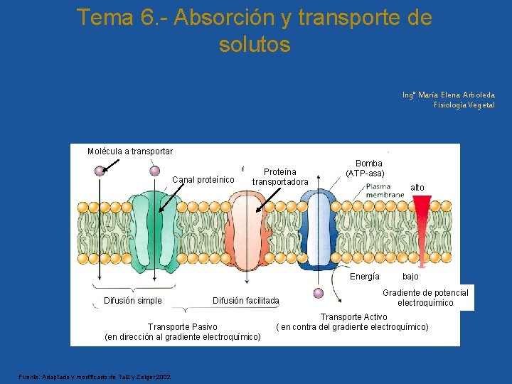 Tema 6. - Absorción y transporte de solutos Ing° María Elena Arboleda Fisiología Vegetal