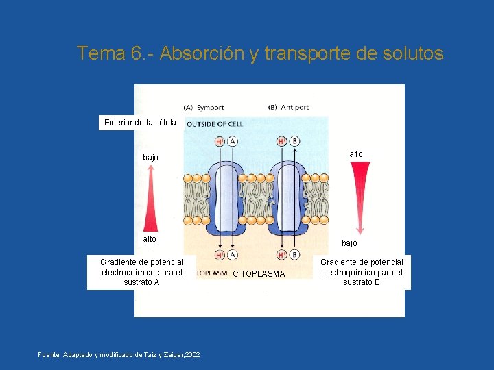 Tema 6. - Absorción y transporte de solutos Exterior de la célula alto bajo