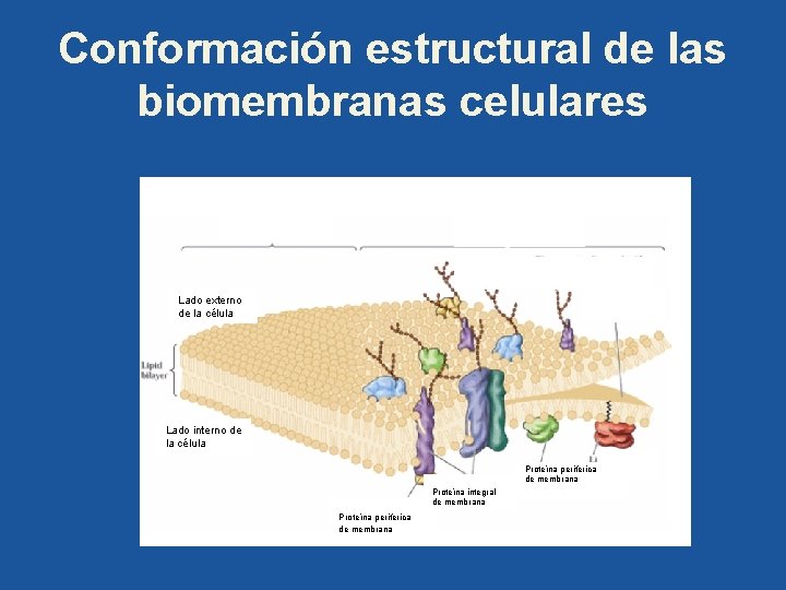 Conformación estructural de las biomembranas celulares Lado externo de la célula Lado interno de