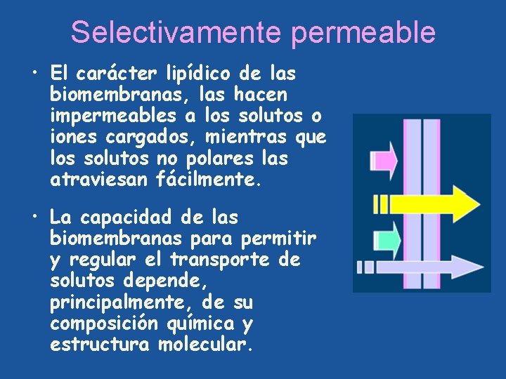 Selectivamente permeable • El carácter lipídico de las biomembranas, las hacen impermeables a los