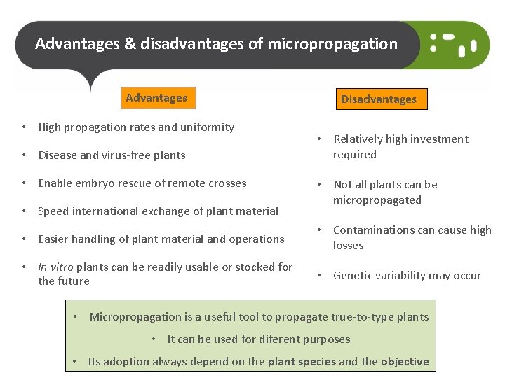 Advantages & disadvantages of micropropagation Advantages • High propagation rates and uniformity • Disease