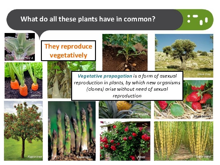 What do all these plants have in common? Kalanchoe d. They reproduce vegetatively Potatoes