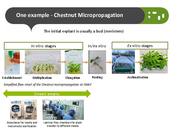 One example - Chestnut Micropropagation The initial explant is usually a bud (meristem) In