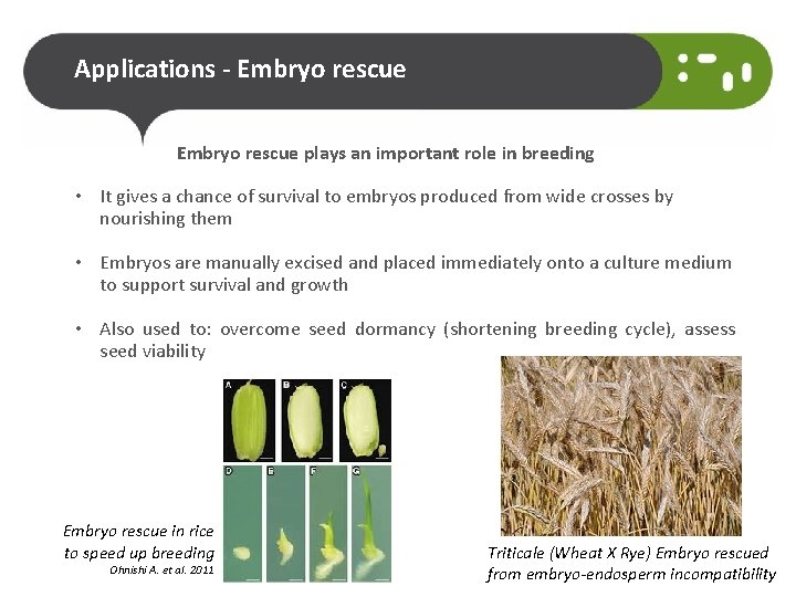 Applications - Embryo rescue plays an important role in breeding • It gives a