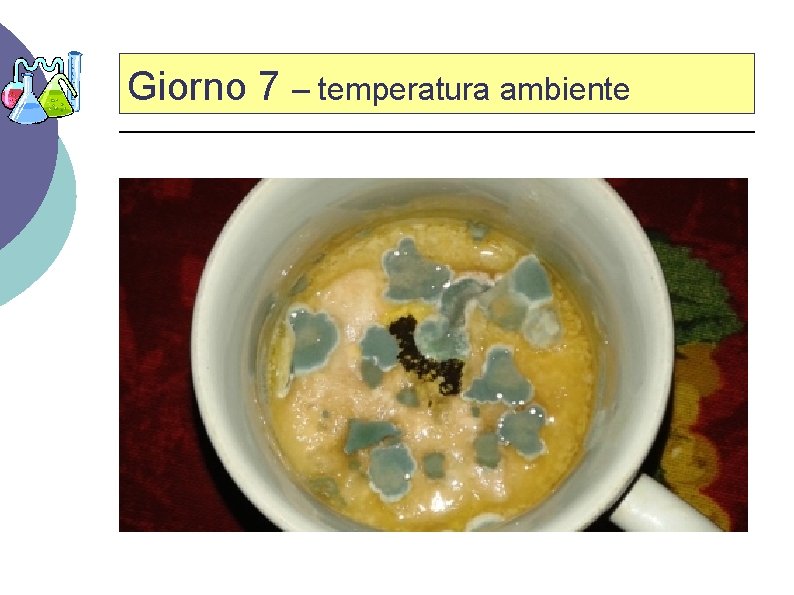 Giorno 7 – temperatura ambiente 