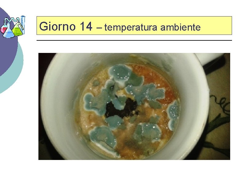 Giorno 14 – temperatura ambiente 