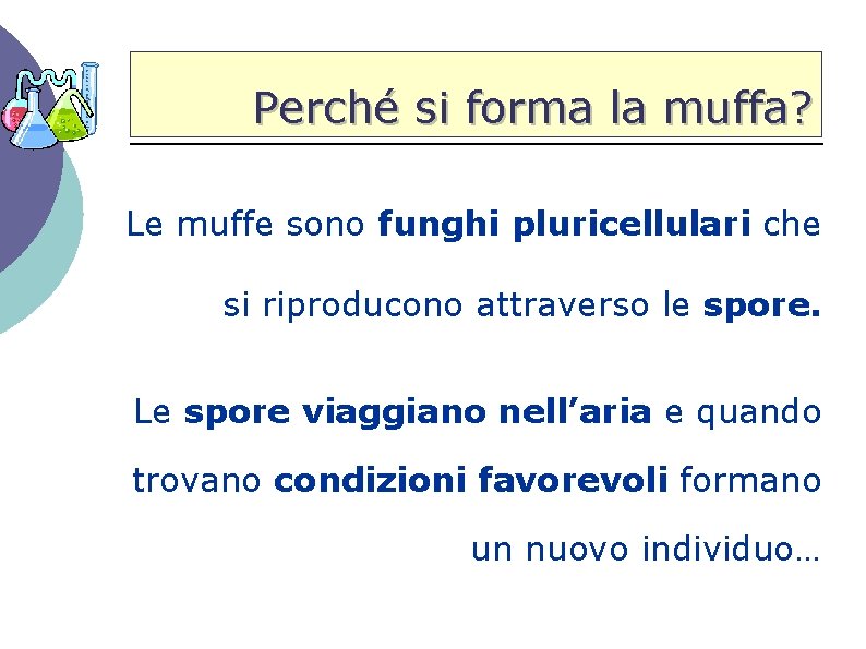 Perché si forma la muffa? Le muffe sono funghi pluricellulari che si riproducono attraverso