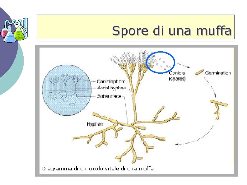 Spore di una muffa 