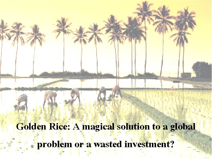Golden Rice: A magical solution to a global problem or a wasted investment? 