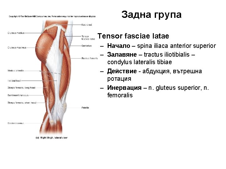 Задна група • Tensor fasciae latae – Начало – spina iliaca anterior superior –