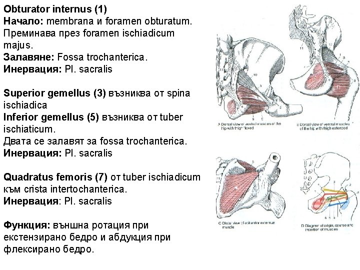 Obturator internus (1) Начало: membranа и foramen obturatum. Преминава през foramen ischiadicum majus. Залавяне: