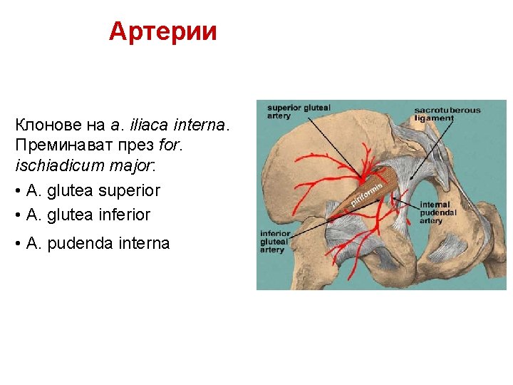 Артерии Клонове на a. iliaca interna. Преминават през for. ischiadicum major: • A. glutea