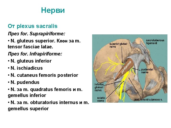 Нерви От plexus sacralis През for. Suprapiriformе: • N. gluteus superior. Клон за m.