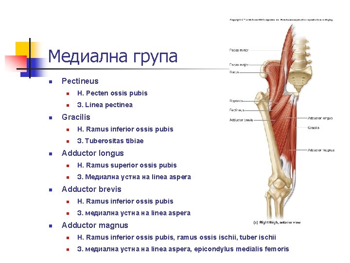 Медиална група n n n Pectineus n Н. Pecten ossis pubis n З. Linea