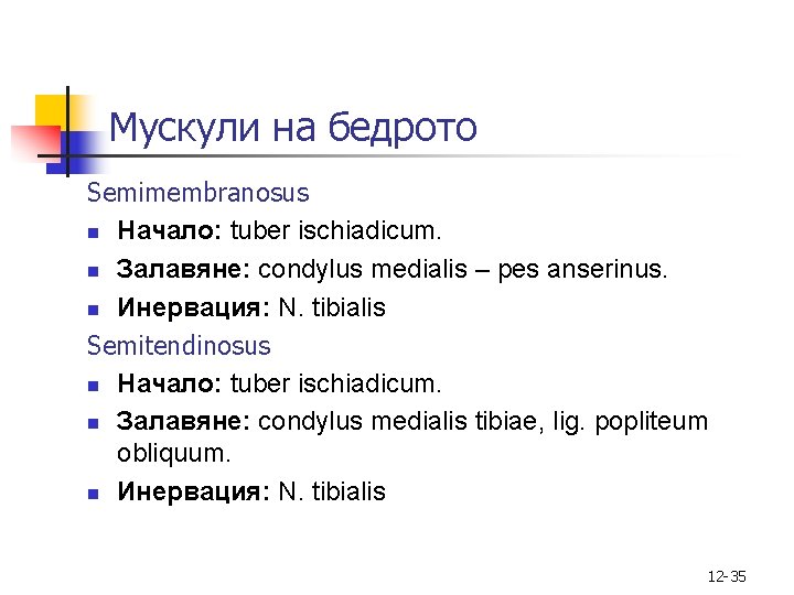 Мускули на бедрото Semimembranosus n Начало: tuber ischiadicum. n Залавяне: condylus medialis – pes