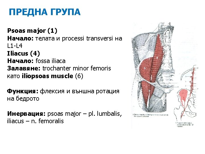 ПРЕДНА ГРУПА Psoas major (1) Начало: телата и processi transversi на L 1 -L
