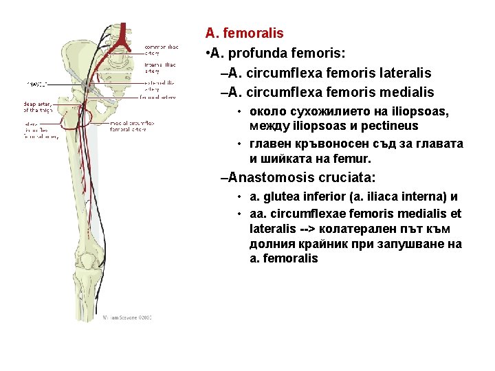 A. femoralis • A. profunda femoris: –A. circumflexa femoris lateralis –A. circumflexa femoris medialis