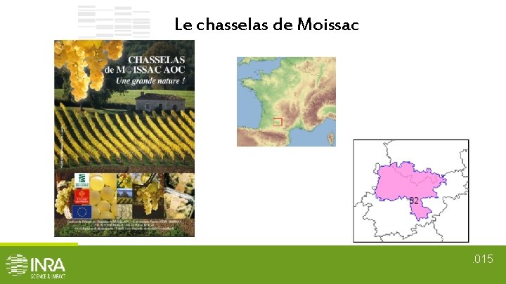 Le chasselas de Moissac . 015 