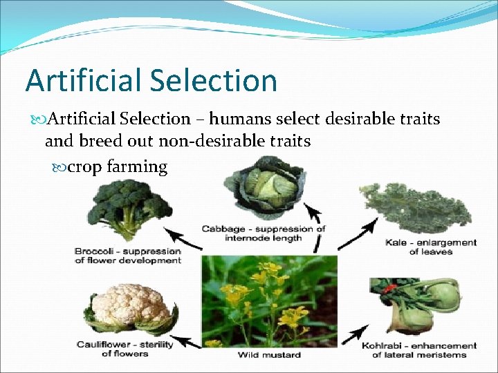 Artificial Selection – humans select desirable traits and breed out non-desirable traits crop farming