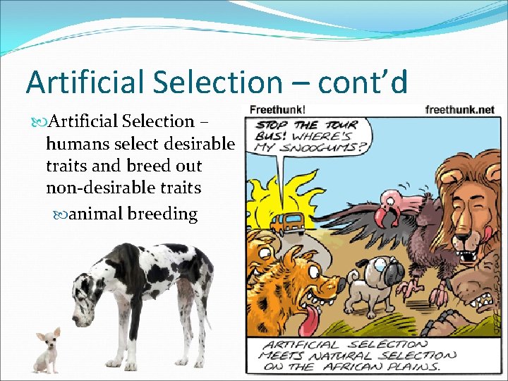 Artificial Selection – cont’d Artificial Selection – humans select desirable traits and breed out