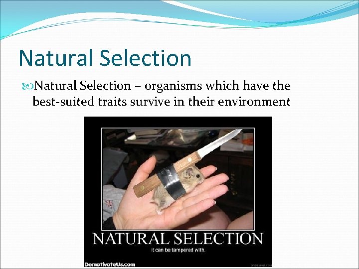 Natural Selection – organisms which have the best-suited traits survive in their environment 