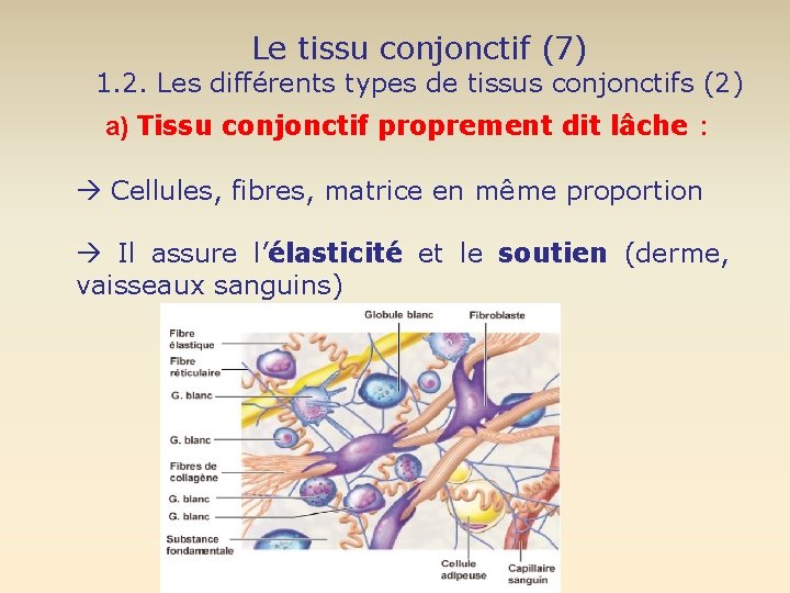 Le tissu conjonctif (7) 1. 2. Les différents types de tissus conjonctifs (2) a)