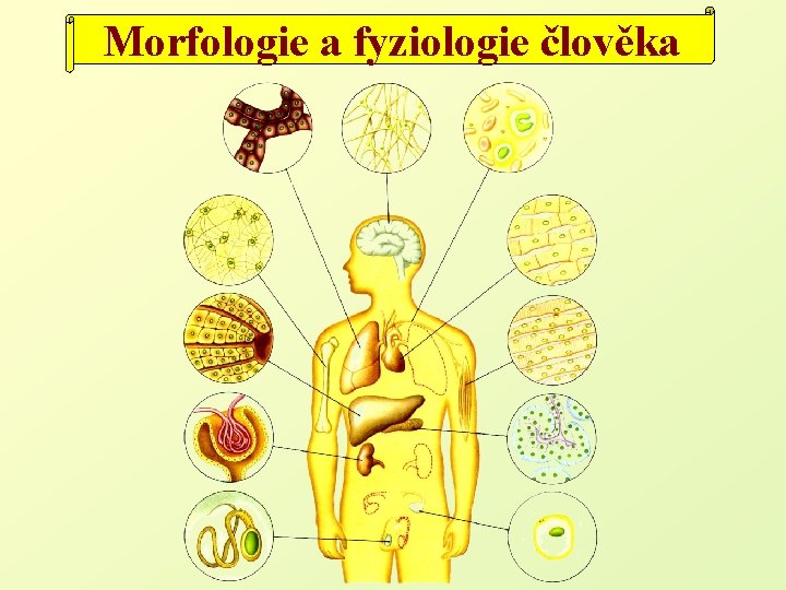 Morfologie a fyziologie člověka 