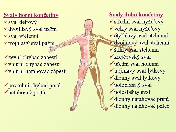 Svaly horní končetiny üsval deltový üdvojhlavý sval pažní üsval vřetenní ütrojhlavý sval pažní üzevní