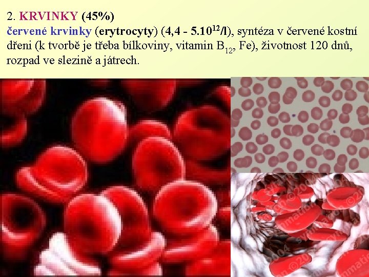 2. KRVINKY (45%) červené krvinky (erytrocyty) (4, 4 - 5. 1012/l), syntéza v červené