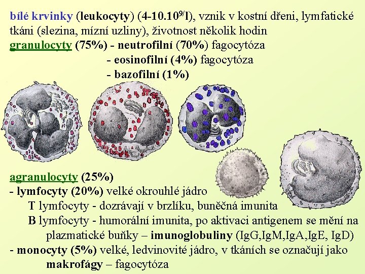 bílé krvinky (leukocyty) (4 -10. 109/l), vznik v kostní dřeni, lymfatické tkáni (slezina, mízní