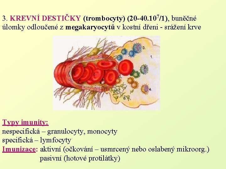 3. KREVNÍ DESTIČKY (trombocyty) (20 -40. 107/1), buněčné úlomky odloučené z megakaryocytů v kostní