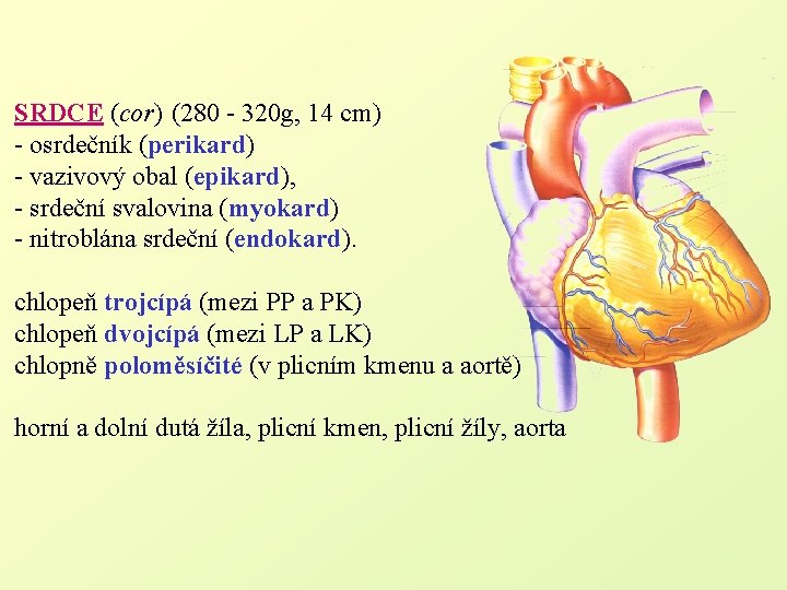 SRDCE (cor) (280 - 320 g, 14 cm) - osrdečník (perikard) - vazivový obal