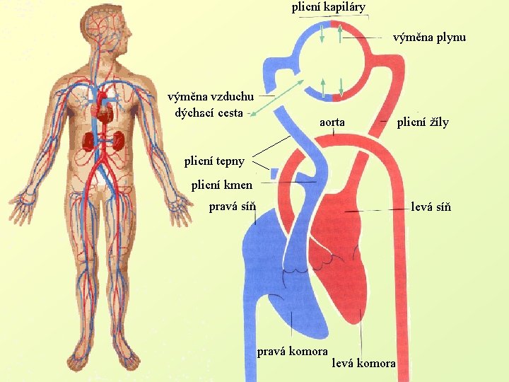 plicní kapiláry výměna plynu výměna vzduchu dýchací cesta aorta plicní žíly plicní tepny plicní