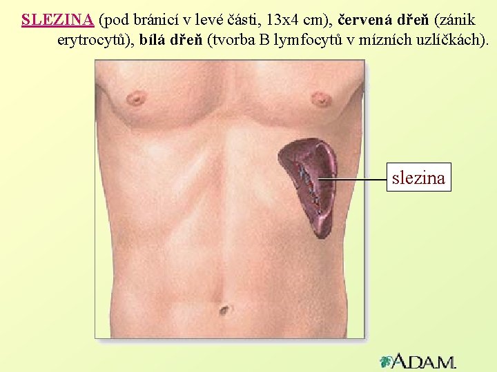 SLEZINA (pod bránicí v levé části, 13 x 4 cm), červená dřeň (zánik erytrocytů),