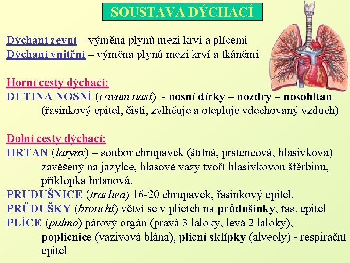  SOUSTAVA DÝCHACÍ Dýchání zevní – výměna plynů mezi krví a plícemi Dýchání vnitřní