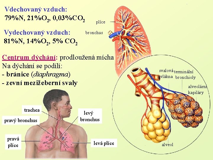 Vdechovaný vzduch: 79%N, 21%O 2, 0, 03%CO 2 Vydechovaný vzduch: 81%N, 14%O 2, 5%