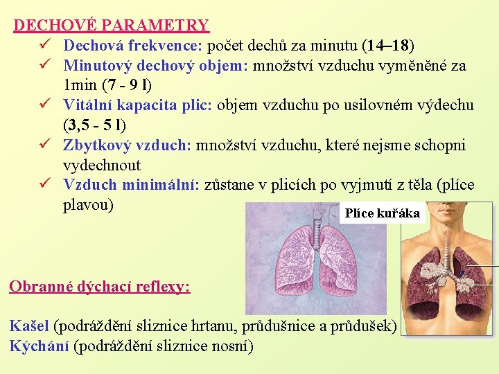 DECHOVÉ PARAMETRY ü Dechová frekvence: počet dechů za minutu (14– 18) ü Minutový dechový