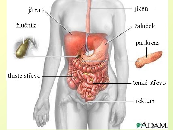 játra žlučník jícen žaludek pankreas tlusté střevo tenké střevo réktum 