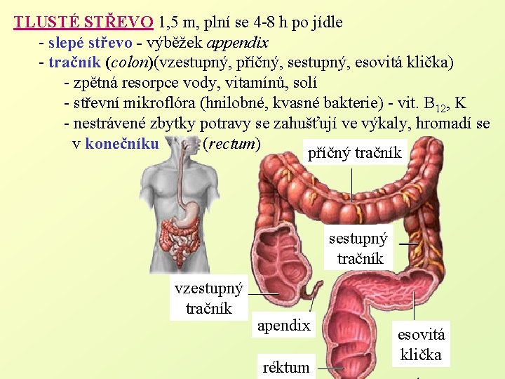 TLUSTÉ STŘEVO 1, 5 m, plní se 4 -8 h po jídle - slepé